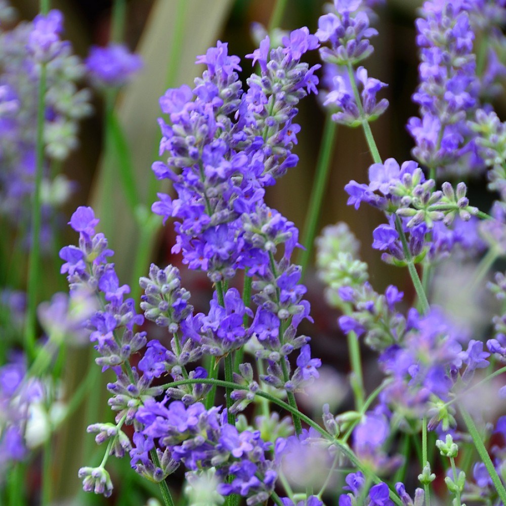 "Екатерининские сады" - Лаванда узколистная Манстэд (Lavandula ang ...