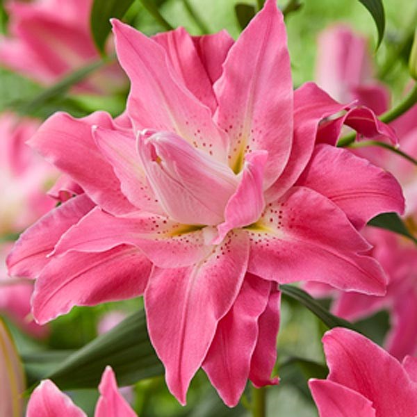 "Екатерининские сады" - Лилия Дримлайн 18/20 (Lilium Dreamline NEW)