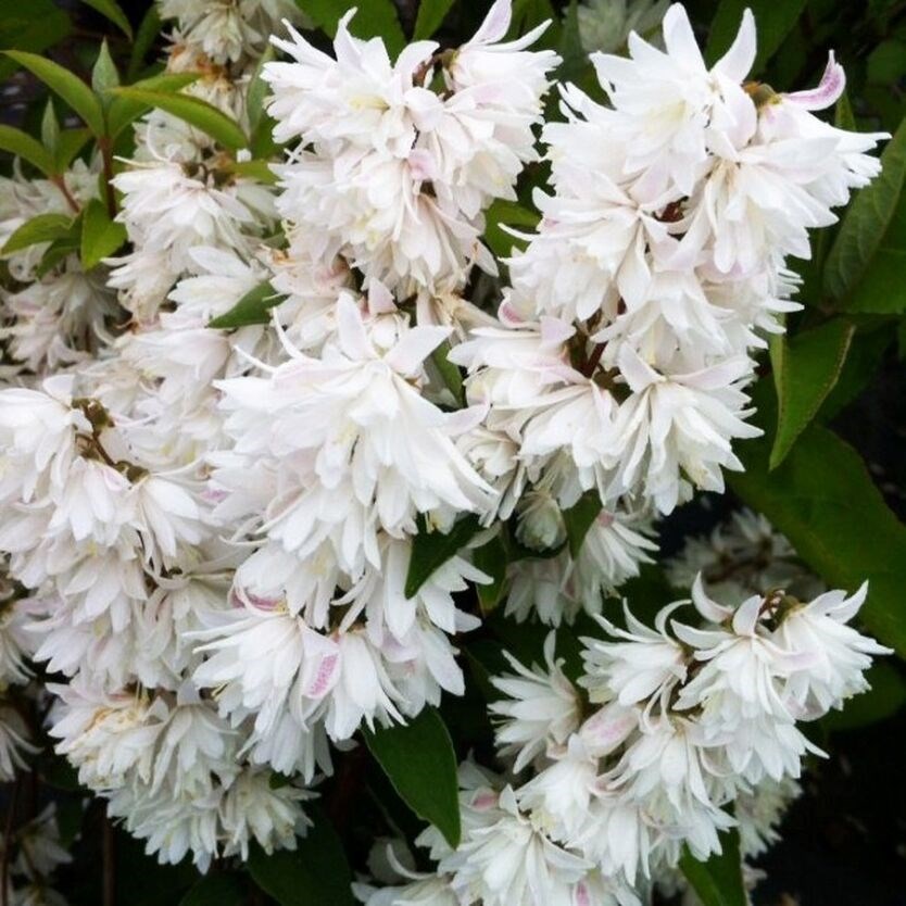 "Екатерининские сады" - Дейция Прайд оф Рочестер (Deutzia cren. 'Pride ...