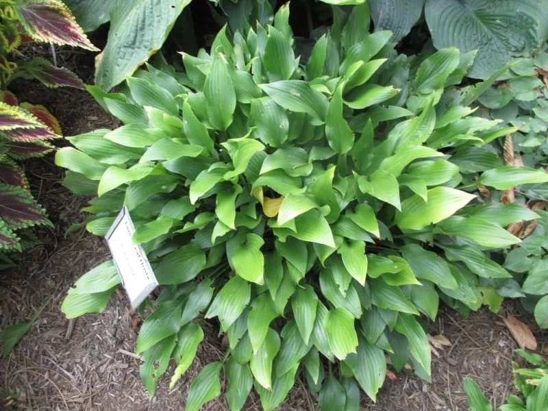 Хоста Hosta Risky Business