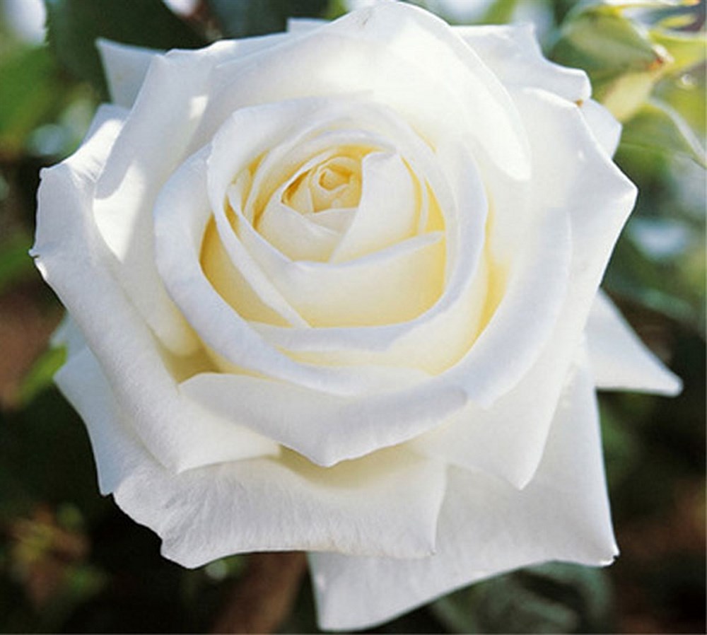 Роза Metropolitan Livadia
