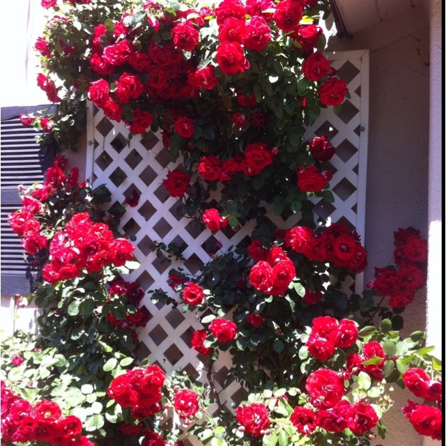 Екатерининские сады" - Роза плетистая Дон Жуан (Rose Don Juan)