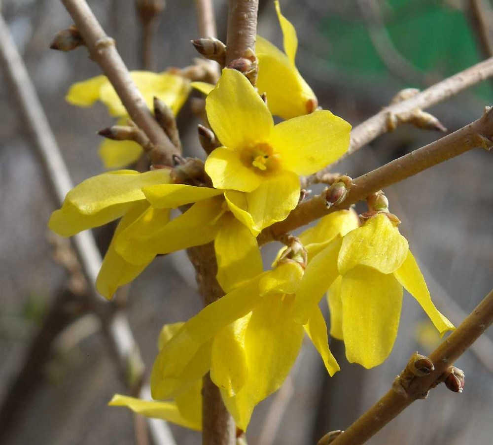 Форзиция промежуточная (Forsythia Intermedia Lynwood c2