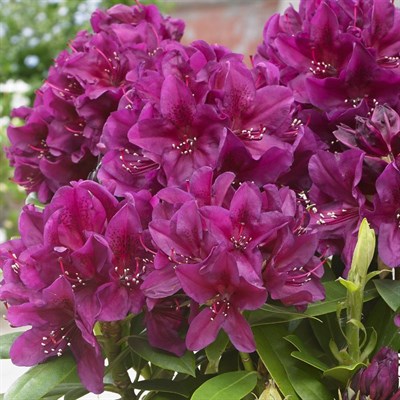 Рододендрон Поларнахт-фиолетовый