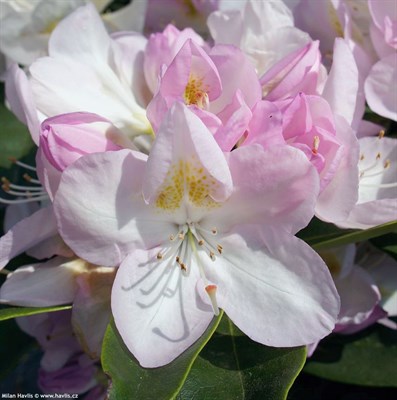 Rhododendron fortunei