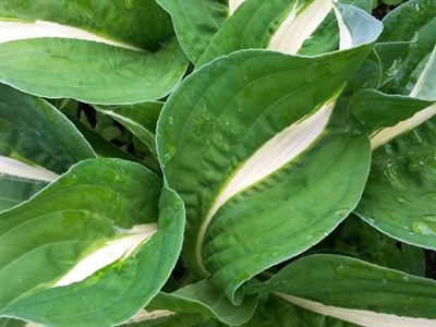 Хоста Hosta Risky Business