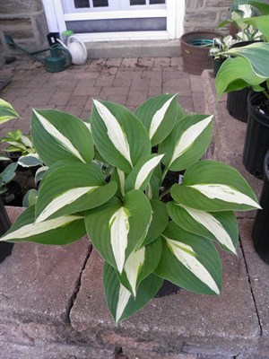 Хоста Hosta Risky Business