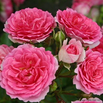 Роза миниатюрная Амика-розовый