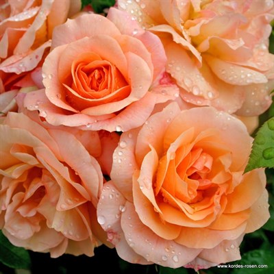 Роза флорибунда Априкола-желтый
