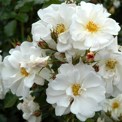 Роза почвопокровная Диамант-белый