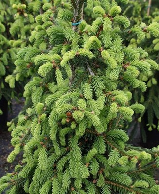 Ель обыкновенная Лорелей на штамбе 80-110 см (Picea abies Loreley) - фото 15879