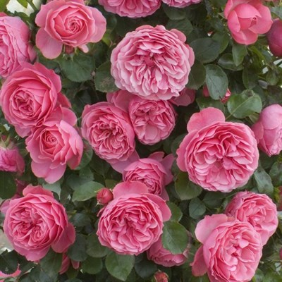 Роза Леонардо Да Винчи на штамбе-розовый