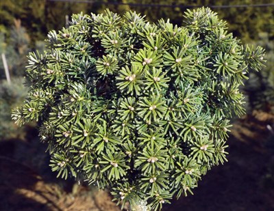 Пихта корейская Блауэр Эскимо (Abies koreana 'Blauer Eskimo') 3730 - фото 16443