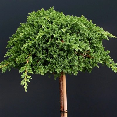 МОЖЖЕВЕЛЬНИК ЛЕЖАЧИЙ НАНА