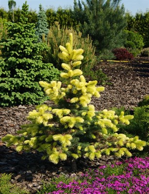 "Екатерининские сады" - Ель обыкновенная Майголд (Picea pungens 'Maigold')