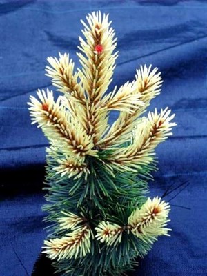 Сосна скрученная Тейлорс Санберст на штамбе (Pinus contorta Taylor's Sunburst) - фото 16612