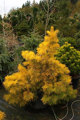 Пихта одноцветная Винтерголд (Abies concolor Wintergold) 3795 - фото 16630