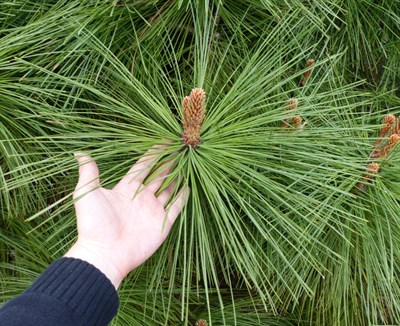Сосна жеффрея Йоппи (Pinus jeffreyi Joppi) - фото 16646