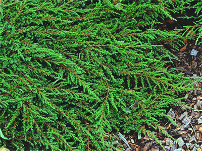 Можжевельник обыкновенный Грин Карпет на штамбе  (Juniperus comm. 'Green Carpet') - фото 16656