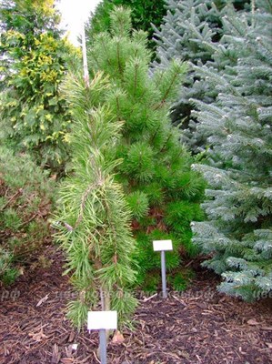 Сосна скрученная Ауреа Пендула (Pinus contorta Aurea Pendula) - фото 16662