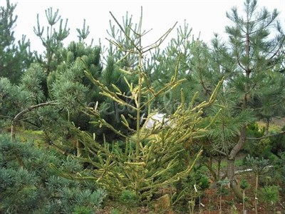 Ель Виргата Ауреа Ванк (Picea abies Virgata Aurea Vanc) - фото 16663