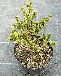 Сосна Банкса Софранка (Pinus banksiana 'Sofranka') - фото 16666