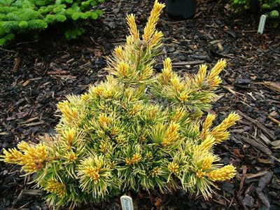 Сосна мелкоцветная Голдилокс (Pinus parviflora Goldilocks) - фото 16667