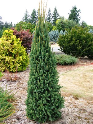 Ель обыкновенная Купрессина (Picea abies Cupressina) - фото 16669
