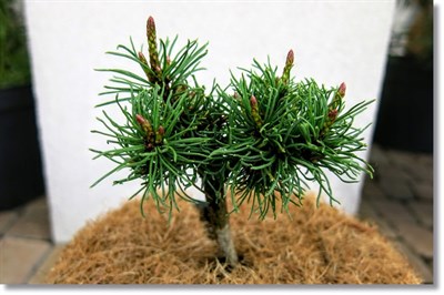 Сосна горная Hejtman (Pinus mugo Hejtman) - фото 16681