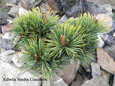 Сосна мелкоцветковая Карен (Pinus parviflora Karen) - фото 16682