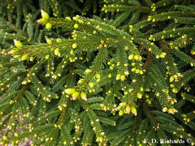 Ель восточная Нана на штамбе (Picea orientalis 'Nana') - фото 16692