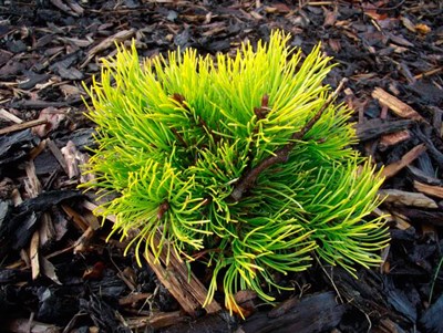 Сосна горная Томас (Pinus mugo Thomas/Starkl) - фото 16694