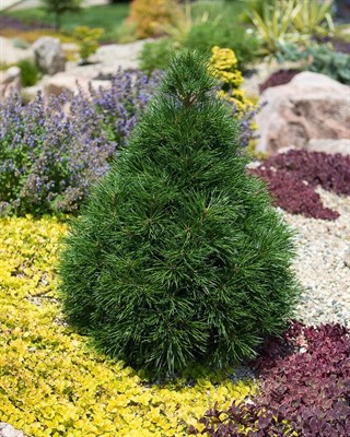 Сосна обыкновенная Грин Пенгуин (Pinus sylvestris Green Penguin) - фото 16696