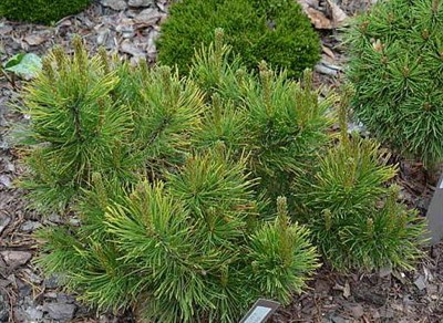 Сосна горная Пятра Краюлуй (Pinus mugo Piatra Craiului) - фото 16697