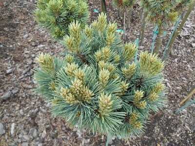 Сосна гибкая Piute (Pinus flexilis 'Piute') - фото 16698