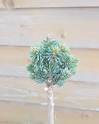 Ель сизая Милфорд на штамбе (Picea glauca Milford) - фото 16709