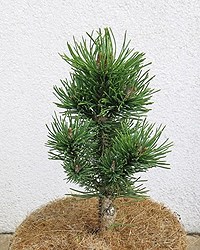 Сосна горная Вавел (Pinus mugo Wawel) - фото 16710