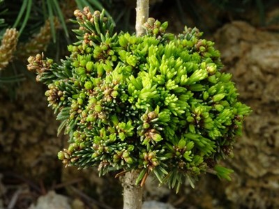 Ель обыкновенная Цукрак (Picea abies Cukrák) - фото 16730