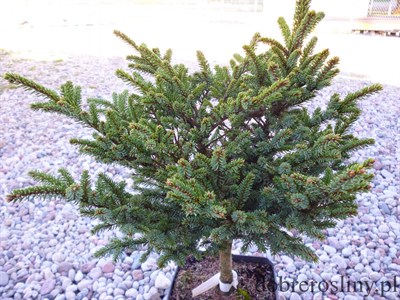 Ель аянская Chinese Marl (Picea jezoensis Chinese Marl) - фото 16732