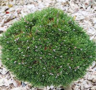 Сосна крючковатая Грюн Вилле (Pinus Uncinata Grüne Welle) - фото 16736