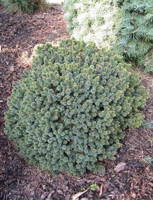 Сосна обыкновенная Ами на штамбе (Picea abies Ami) - фото 16740