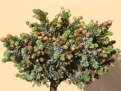 Ель сербская Бескид на штамбе (Picea omorika Beskid) - фото 16749