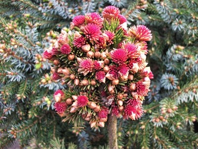 Ель обыкновенная Спринг Фаер (Picea abies Spring Fire) - фото 16762