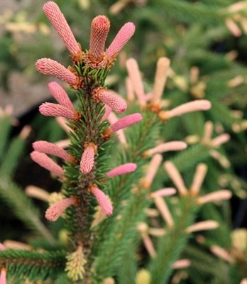 Ель обыкновенная Розеоспиката (Picea abies Roseospicata) - фото 16813