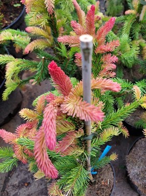 Ель обыкновенная Вастерготланд (Picea abies Vastergotland) 3919 - фото 16873