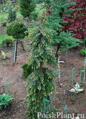 Ель сербская Рэдлоф (Picea omorica Radloff) 3921 - фото 16875