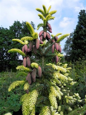 Ель обыкновенная Филипс Спринг Сенсейшен (Picea omorika Filips Spring Sensation) 3923 - фото 16880