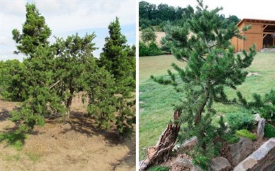 Сосна Банкса Арктис (Pinus banksiana Arctis) 3927 - фото 16886