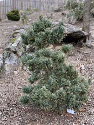 Сосна мелкоцветная Бергман (Pinus parviflora Bergman) 3938 - фото 16927