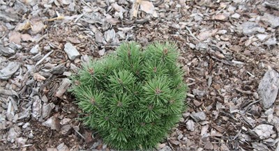 Сосна горная Аллгау (Pinus mugo Allgau) 3944 - фото 16935